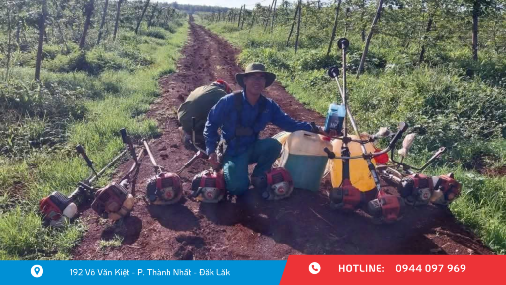 Khách hàng sử dụng máy cắt cỏ Maruyama tại Đăk Lăk
