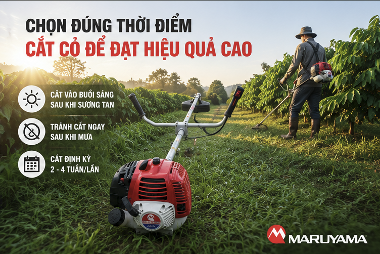 Thời điểm cắt cỏ tốt nhất trong mùa mưa